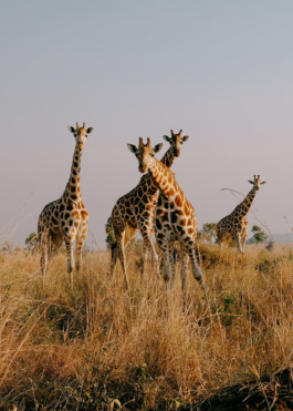 STROKE AND MARVEL — Studio für wunderbares Design